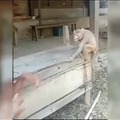 Kung Fu do macaco louco