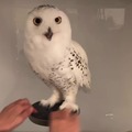 Guess what, another snowy owl video