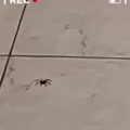 persecución de una Rumba a una araña