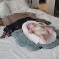 Doggos with babies