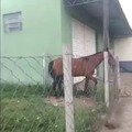 cabalo