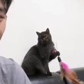 Il gatto sta giocando con il suo umano