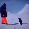 Pingüino misil :v