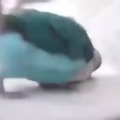 Cute dancing bird