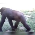 Monos peleando