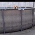 Dog enjoying a cool bath