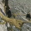 Battle between a goat an an eagle