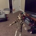 gato con saltos increíbles