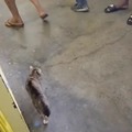 Gato Domador