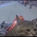 Formula Cat1