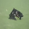 Sim, morcegos nadam