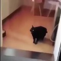 Morse code cat (robado de youtube)