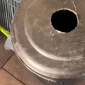 El gato que vive en la basura