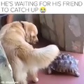 Dog: Don't worry, I got you bro!