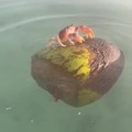 commented item thumbnail