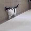 cat physics