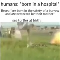 Sea turtles born in hardcore difficulty