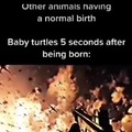 Tortugas bebés nada más nacer: