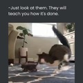 Wholesome cats