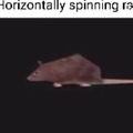 rat