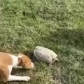 Powerful turtle