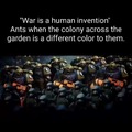 Ants do the best wars
