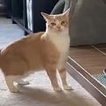 Vídeo de gatinho para o seu dia difícil tenha valido apena