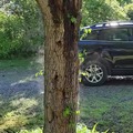 Morning sun evaporates the rain water from the tree.