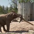 Skilled elephant