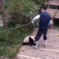 Panda :D