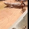 Hombre vs caiman