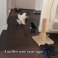 Gatinhos aprendendo a andar