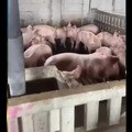 Cerdos basados