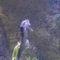 Seahorse giving birth, this is awesome