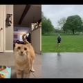 Engraçado, o gato sai voando pelo fato de vir uma bola de basquete em sua direção pelo vídeo da esquerda, que com a combinação dos dois vídeos faz com que eu coma o cu do first.