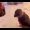 Birb dances on the geaves of his foes
