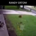 Randy orton protegiendo a sus perros