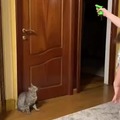 Play fetch with cat