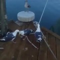 Seagulls are assholes...