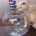 Cats diving in