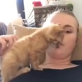 Just a cat compilation