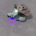 Hamster en moto