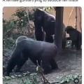 Female gorilla twerking