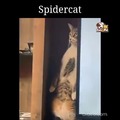 Spidercat, spidercat