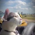 Just a cat drifting