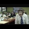Monos en un oficina