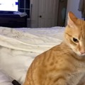 crazy orange cat doing orange cat things