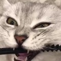 Posting cute cat memes even after getting banned several times because i have no will to live and the voices in my head are getting louder help me please uhggggggg