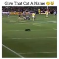 Gato fútbol