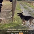 Corrida entre cavalo e cachorro